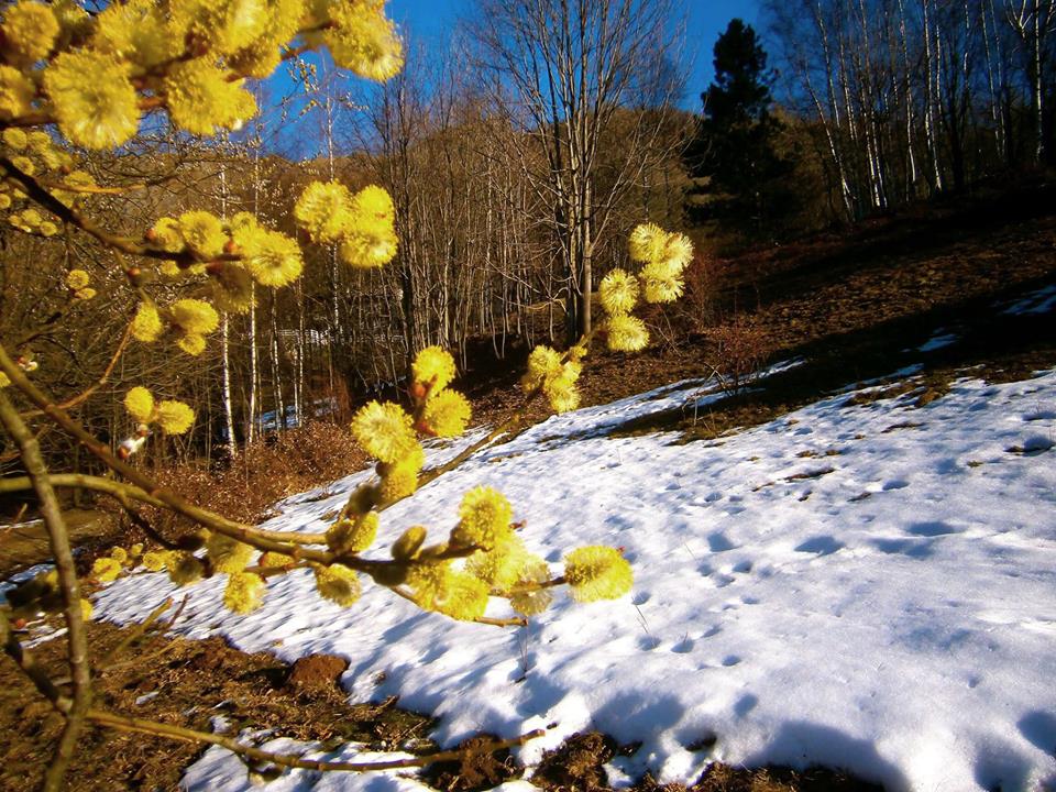 Quando finisce l'inverno fiorisce il salicone Laboratorio Alte Valli