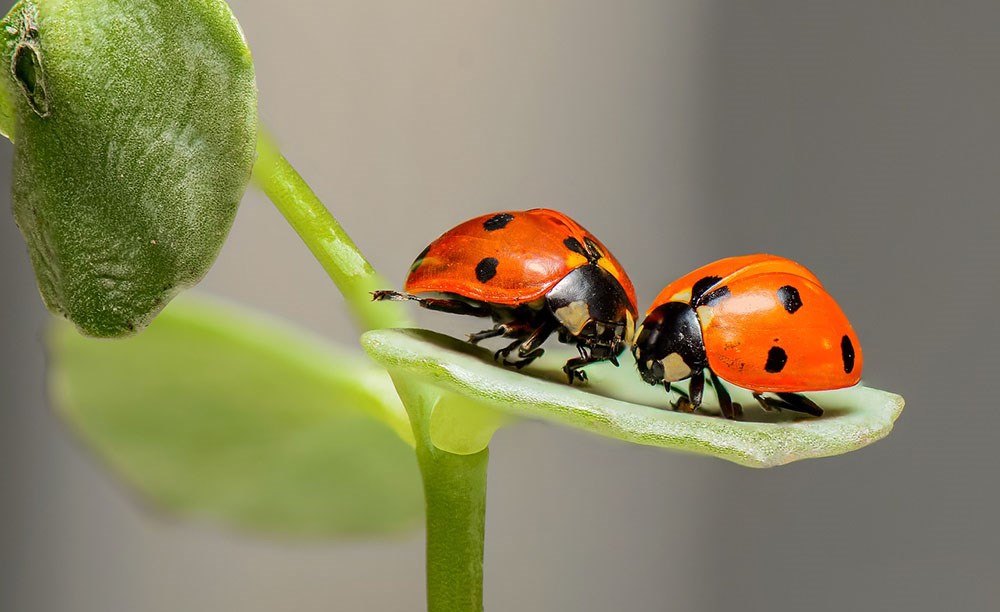 La coccinella, insetto simbolo della fortuna e della lotta biologica -  Laboratorio Alte Valli