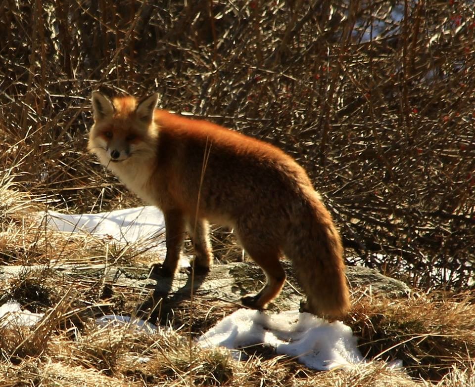 Il fascino della volpe, l'animale simbolo di arguzia - Laboratorio