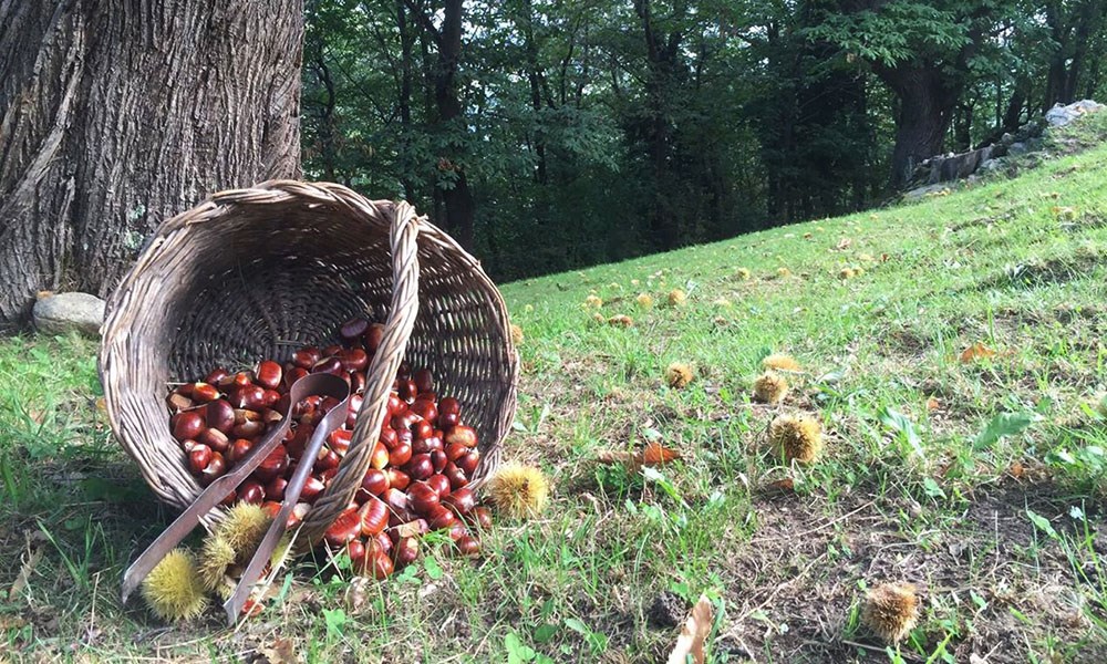Marroni cesta Marroni cesta.jpg