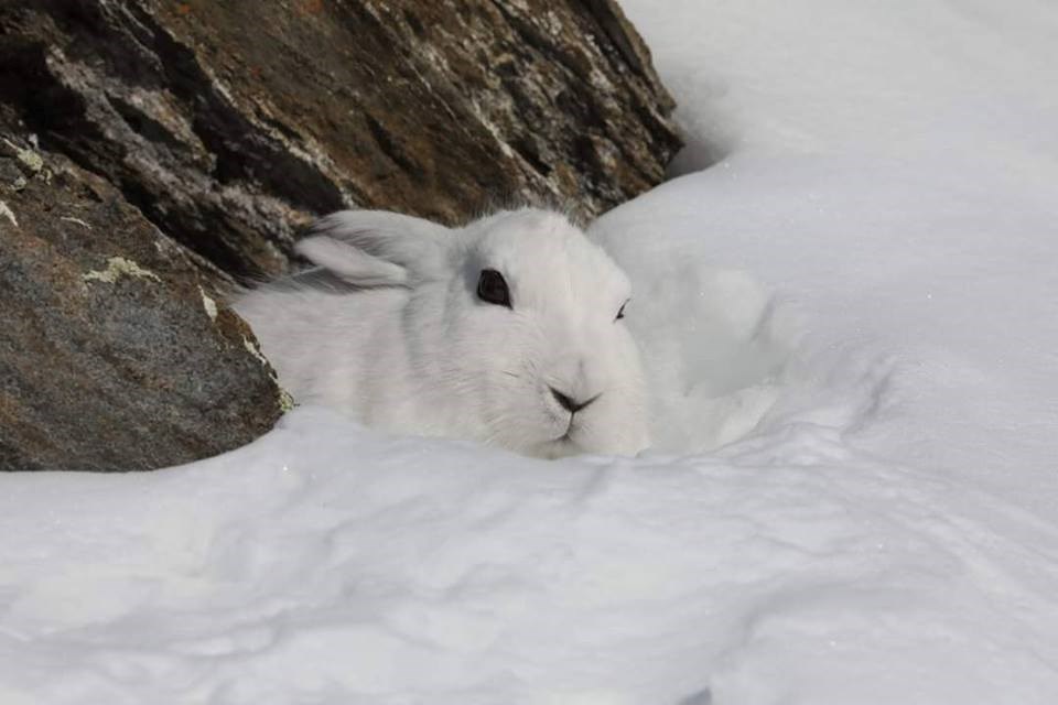 12-04 Mimetismo, lepre variabile in alta valle - Dante Alpe.jpg