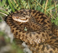vipera nel bosco.jpg