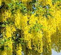 laburnum-2400506_960_720.jpg