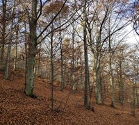 Faggeta in autunno.jpg