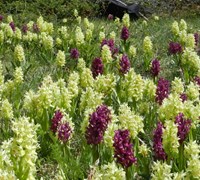 Cover Orchis sambucina2.jpg