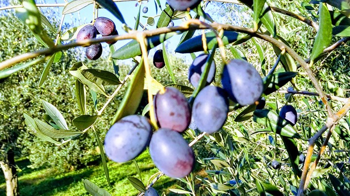 1000 olive.jpg
