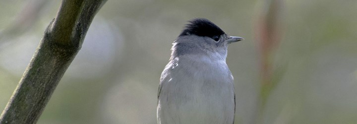 La capinera, un piccolo uccellino astuto e dal canto melodioso