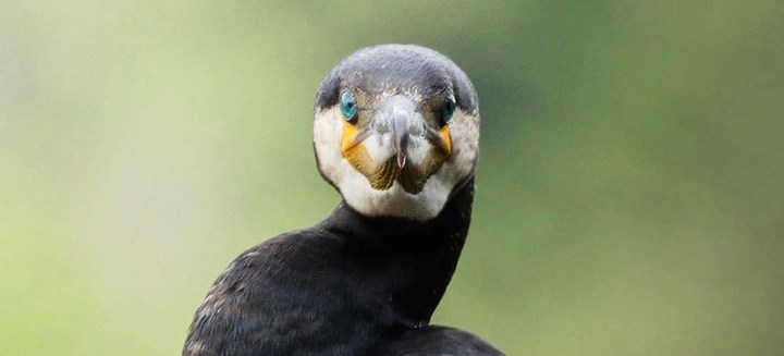 Il cormorano: l’uccello che dopo la pesca deve far asciugare le piume