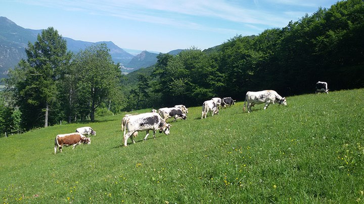 Mucche a Montebenedetto.jpg