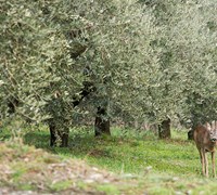 1200 olivi capriolo Bosio.jpg