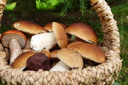 funghi porcini.jpg
