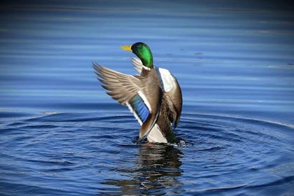 Il germano reale, l'uccello che popola i nostri laghi, i corsi d'acqua e le paludi