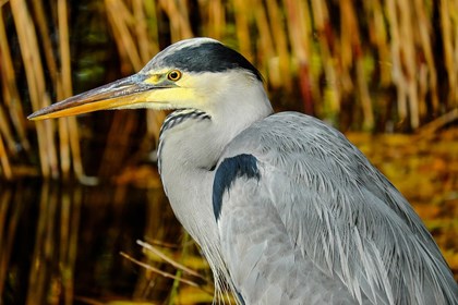 heron-1779147_960_720.jpg