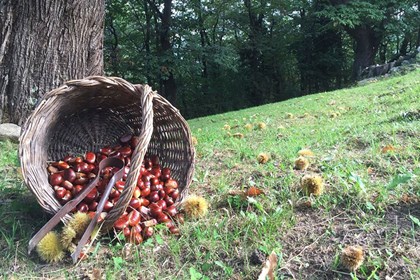 Marroni cesta Marroni cesta.jpg