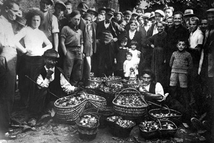 funghi_via_breccia2 funghi_via_breccia2.jpeg