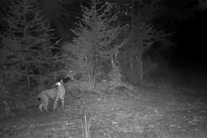 La lince sta tornando: arriverà anche nelle nostre valli?