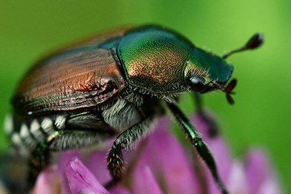 Popillia_japonica_London POPILLIA JAPONICA: UNA MINACCIA PER LE PIANTE CHE ARRIVA DAL GIAPPONE