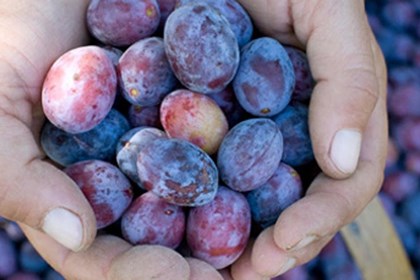 ramasin da la stampa ramasin da la stampa.jpg