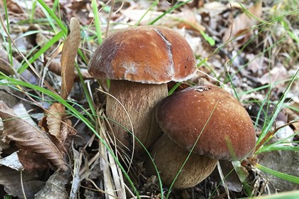 Funghi Funghi.jpg