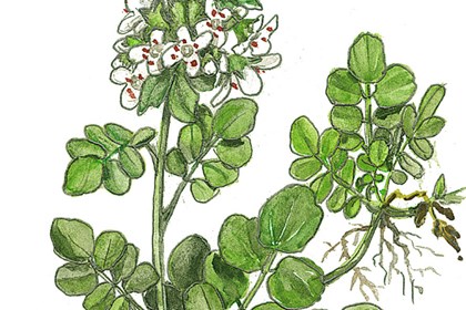 CRESCIONE cover.jpg
