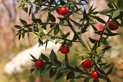 Ruscus_aculeatus3.jpg