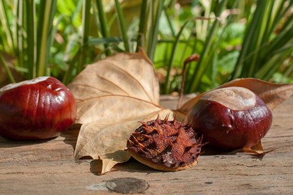 castagne d'india-Foto di Franck Barske da Pixabay.jpg