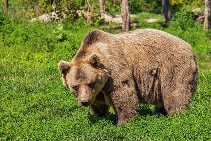 Orso pix.jpg