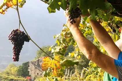 Crisi climatica, è il momento dei vini di montagna