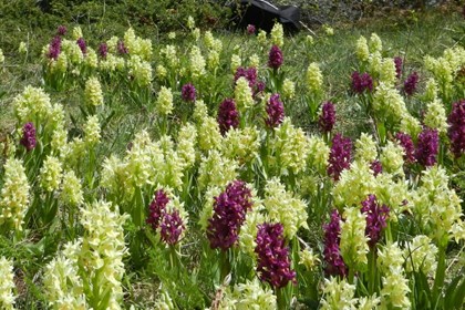 Cover Orchis sambucina2.jpg