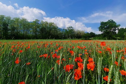Il papavero, fiore rosso che ricorda i caduti in guerra