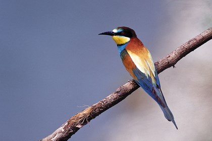 Il gruccione, variopinto uccello "mangiatore di api"