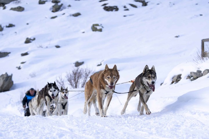 Grande Odyssèe 2025: i cani da slitta arrivano al Moncenisio