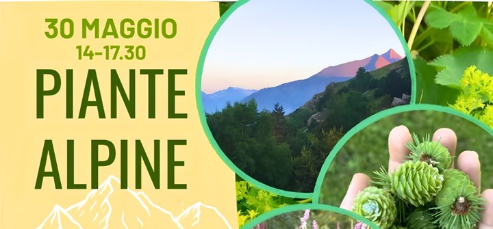 PIANTE ALPINE