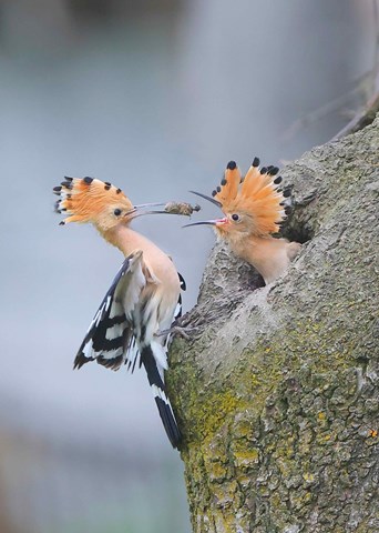 Un abbraccio alla natura. Dal 22 al 24 settembre a Cantalupa in mostra le fotografie di Batti Gai