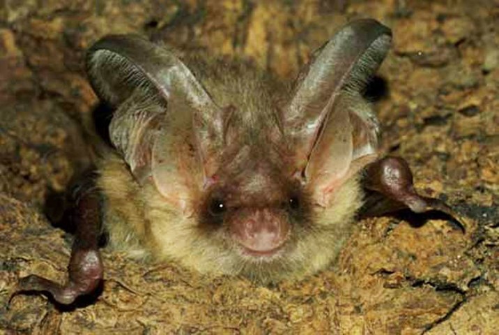 chirottero chirottero.jpg