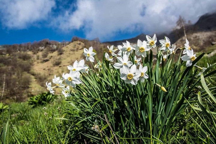 05-12 Narcisi sulla montagna di Rubiana - Silvano Gallino_0.jpg