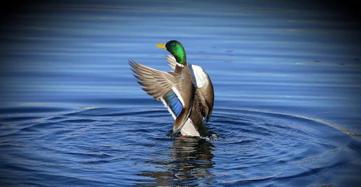 Il germano reale, l'uccello che popola i nostri laghi, i corsi d'acqua e le paludi