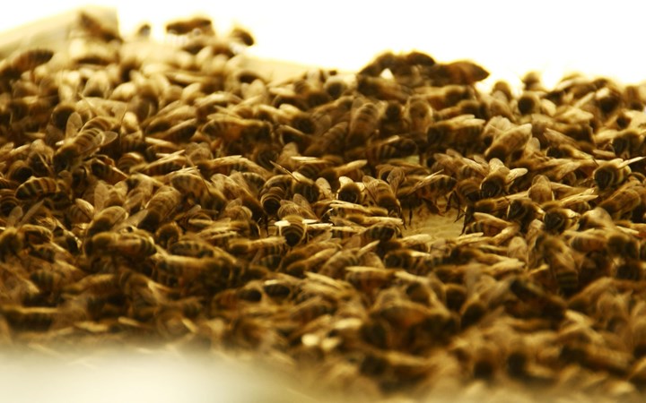 l'unione fa la forza l'unione fa la forza.jpg