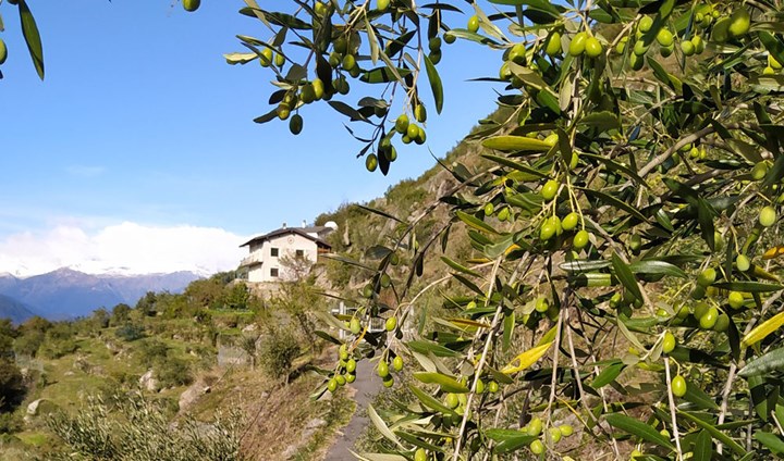 1000 cover enrietta 1000 cover enrietta.jpg