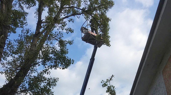 Tree climbing1.jpg