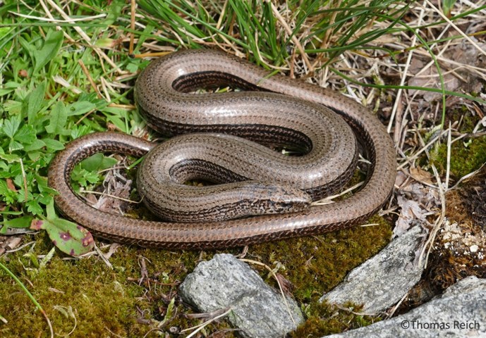 Orbettino Orbettino.jpeg