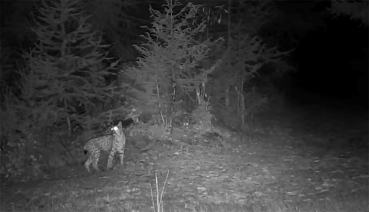La lince sta tornando: arriverà anche nelle nostre valli?