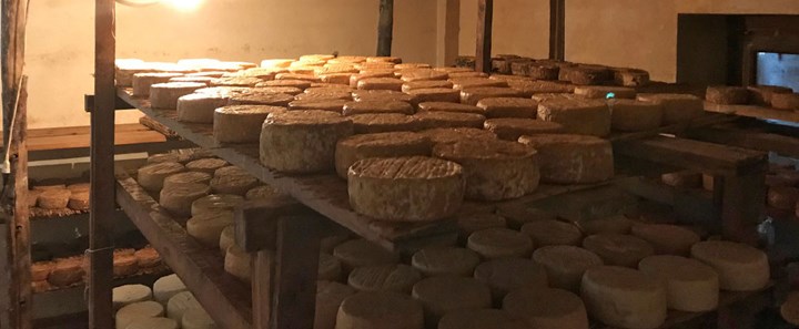 Alla scoperta del Cevrin di Coazze, il formaggio delle capre d'alpeggio