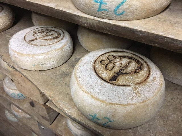 Plaisentif a stagionare Foto Comune di Usseaux Plaisentif, il formaggio delle viole