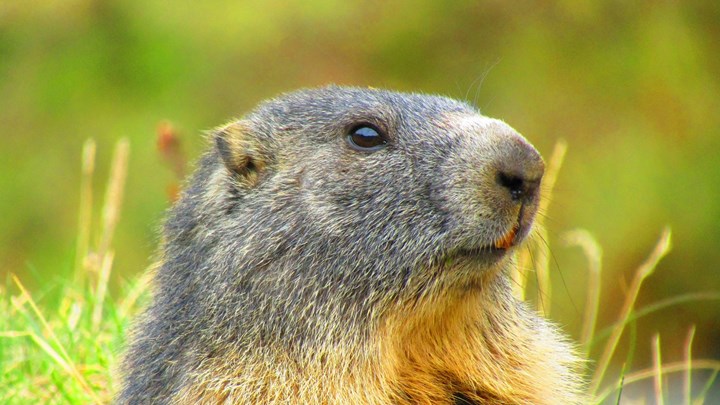 18-9 Marmotta - Alberto Blisa 18-9 Marmotta - Alberto Blisa.jpg