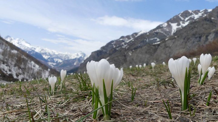 Crocus a Rochemolles - Alberto Blisa.jpg