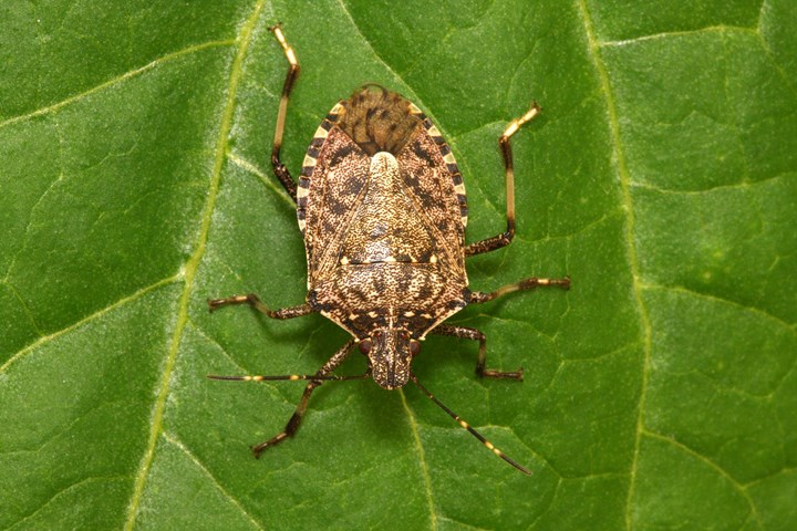 Halyomorpha_halys - .jpg