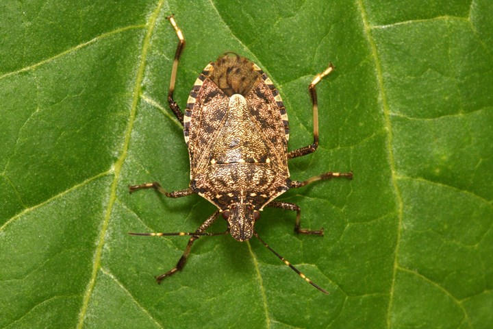 Halyomorpha_halys -  Halyomorpha_halys - .jpg