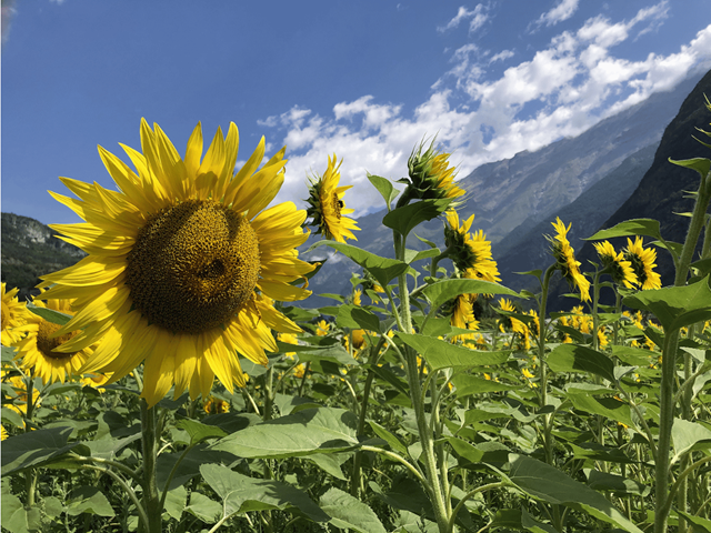 Passeggiate nei campi di girasoli 2026
