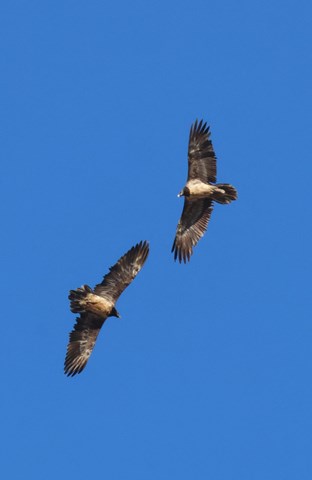 Dove vola l'avvoltoio?